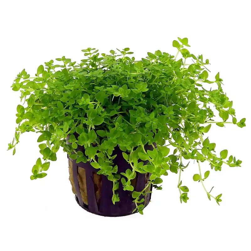 Super-Preis Hemianthus glomeratus Schwierigkeit