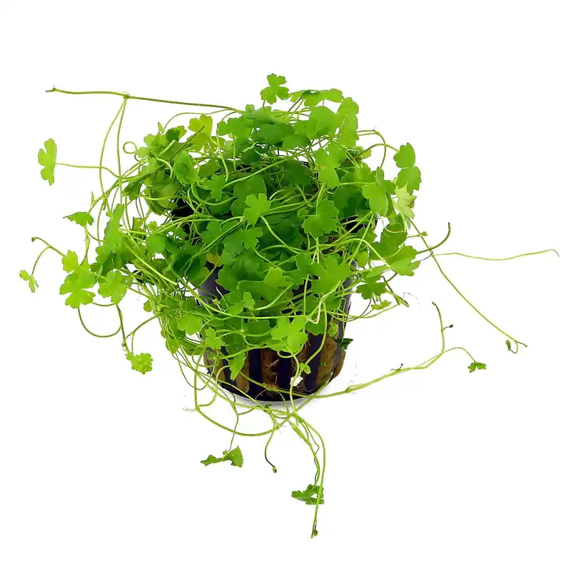 Hydrocotyle tripartita Schwierigkeit Super-Preis