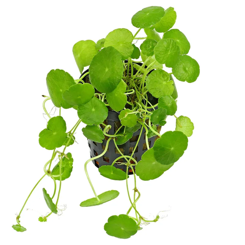 Schnäppchen Hydrocotyle verticillata Schwierigkeit