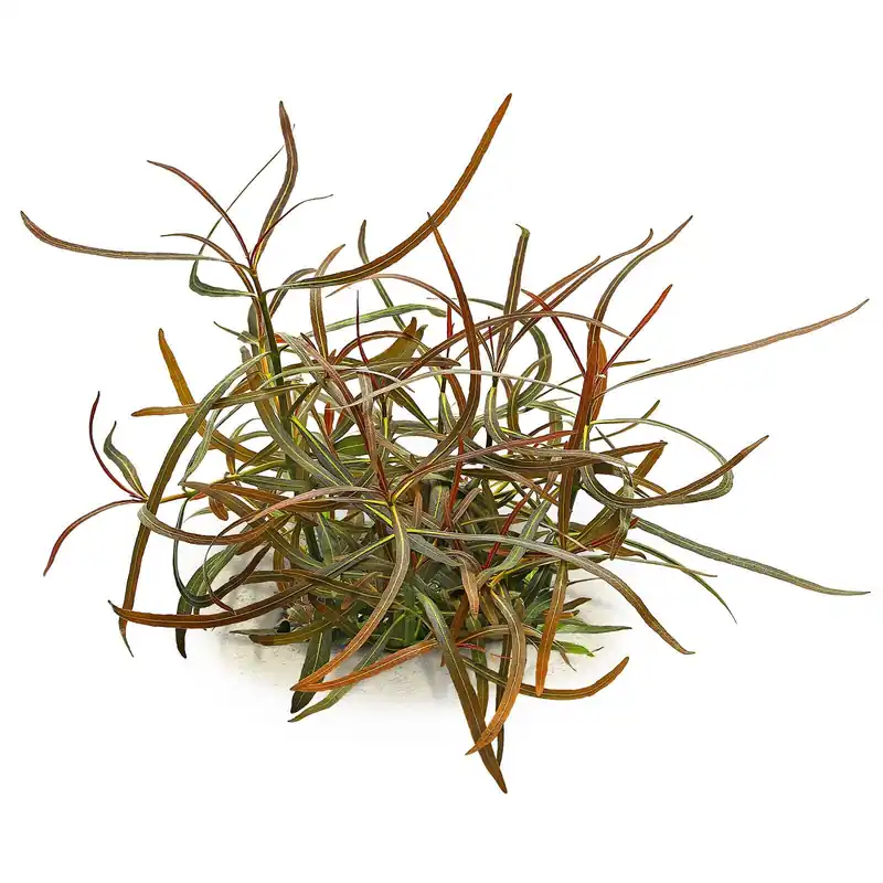 Bestseller Hygrophila lancea "Araguaia" Schwierigkeit