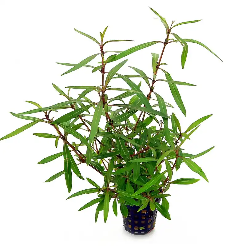 Hygrophila lancea "Araguaia" Schwierigkeit Angebot