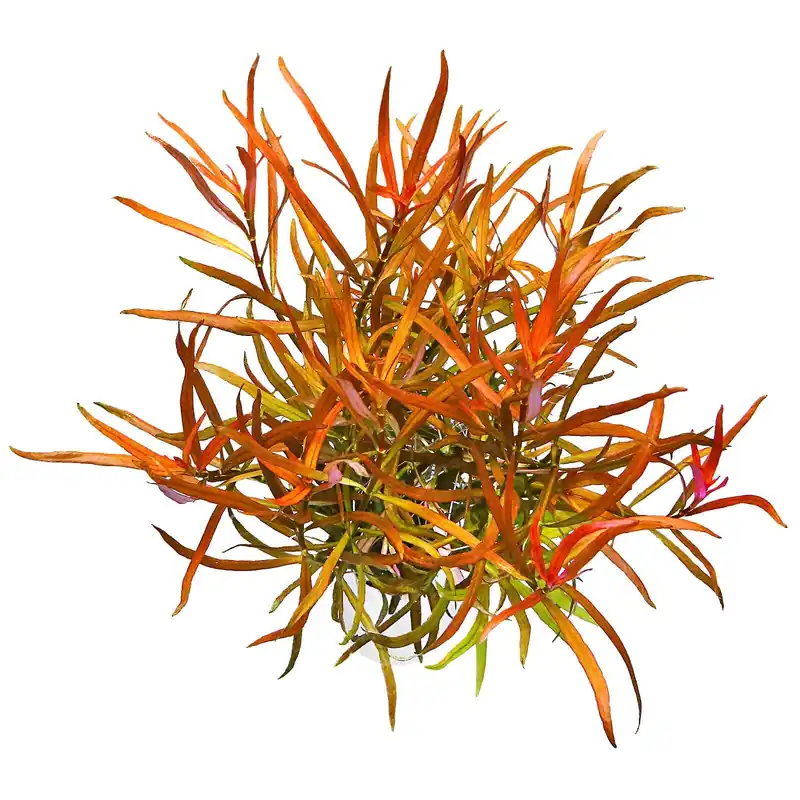 Ludwigia brevipes Schwierigkeit Ausverkauf