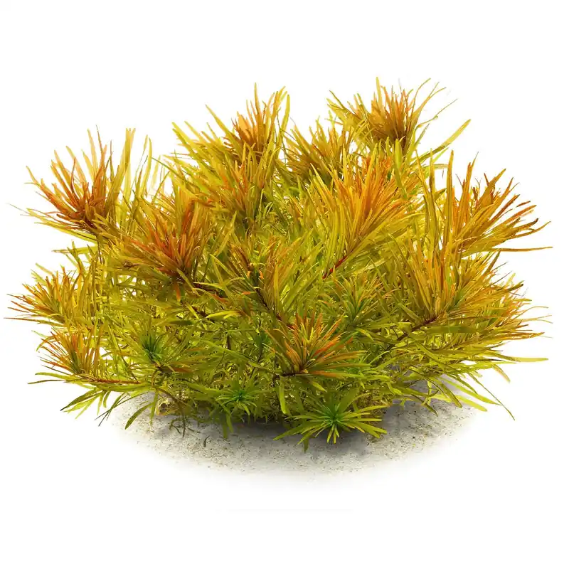 Ludwigia inclinata var. verticillata 'Cuba' Schwierigkeit Nur Heute