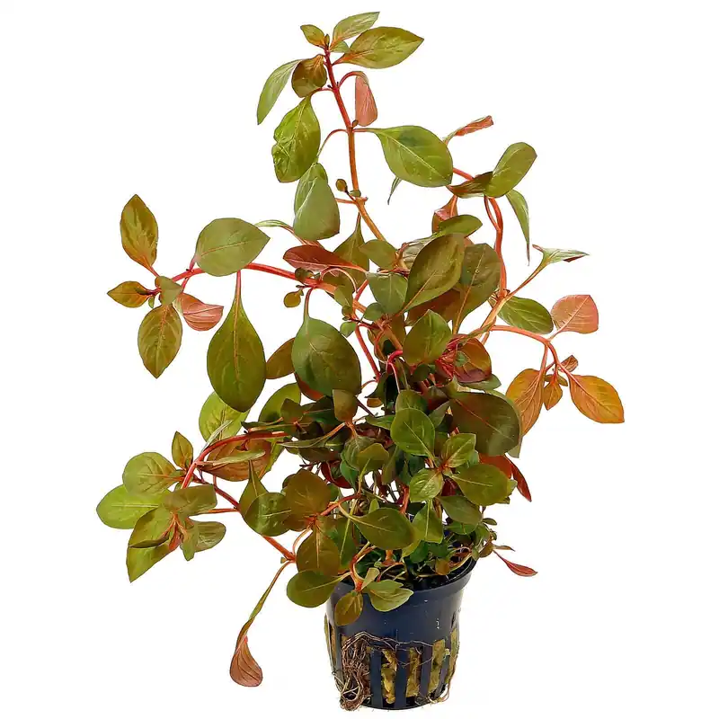 Ludwigia "Rubin" Schwierigkeit Kracherpreis