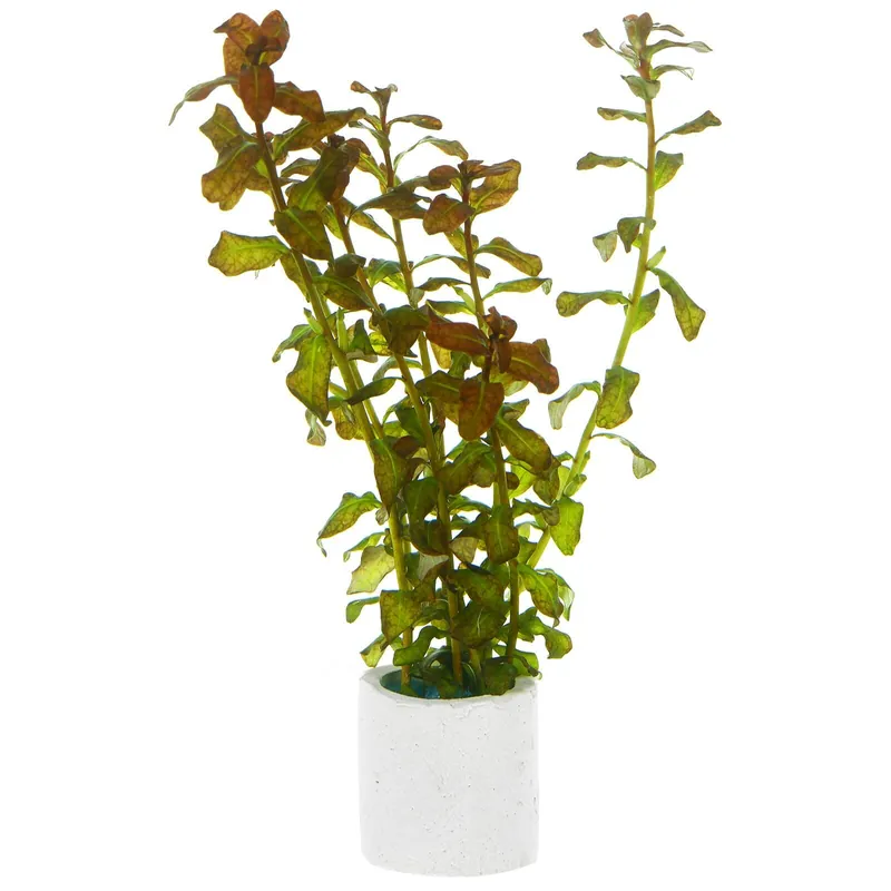 Ludwigia senegalensis ("Guinea") Schwierigkeit Zertifiziert