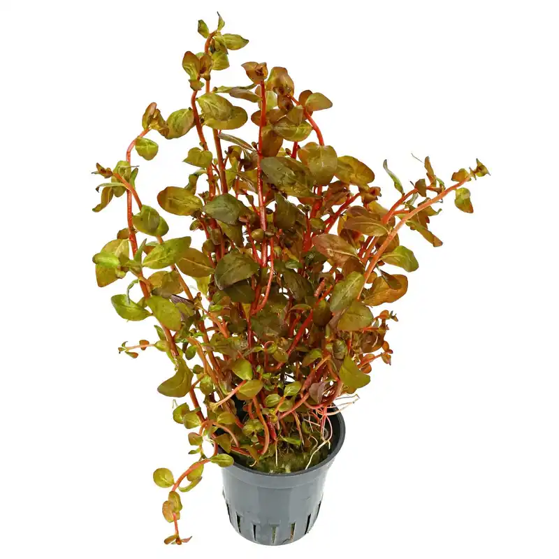 Ludwigia senegalensis ("Guinea") Schwierigkeit Neu Im Sortiment