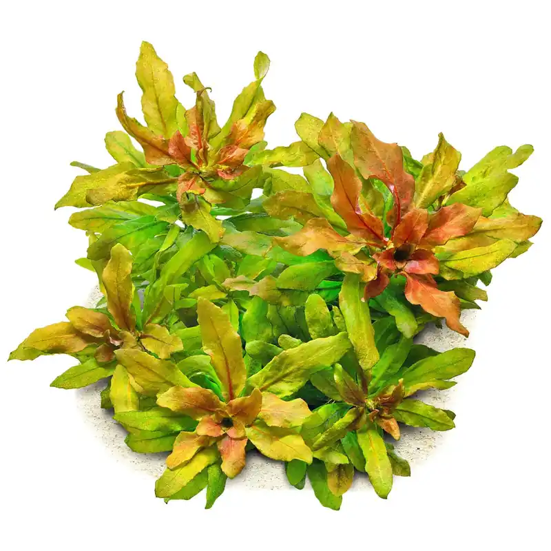 Ludwigia sphaerocarpa Schwierigkeit Wochenendangebot