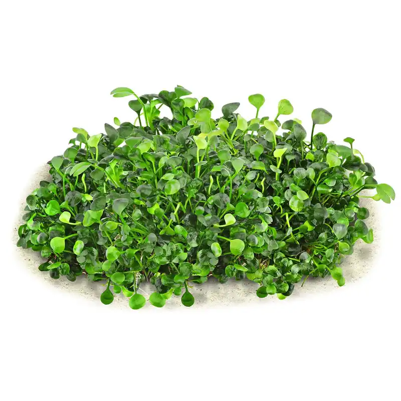 Marsilea hirsuta Schwierigkeit Jetzt Kaufen