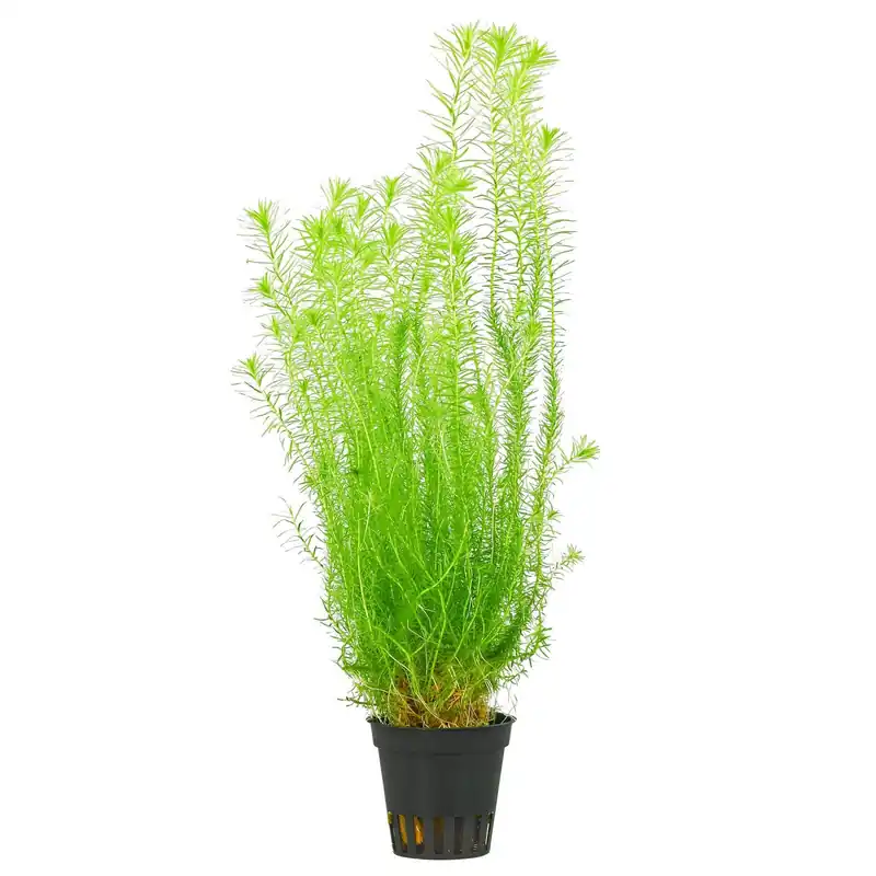 Mayaca fluviatilis Schwierigkeit Schnäppchen