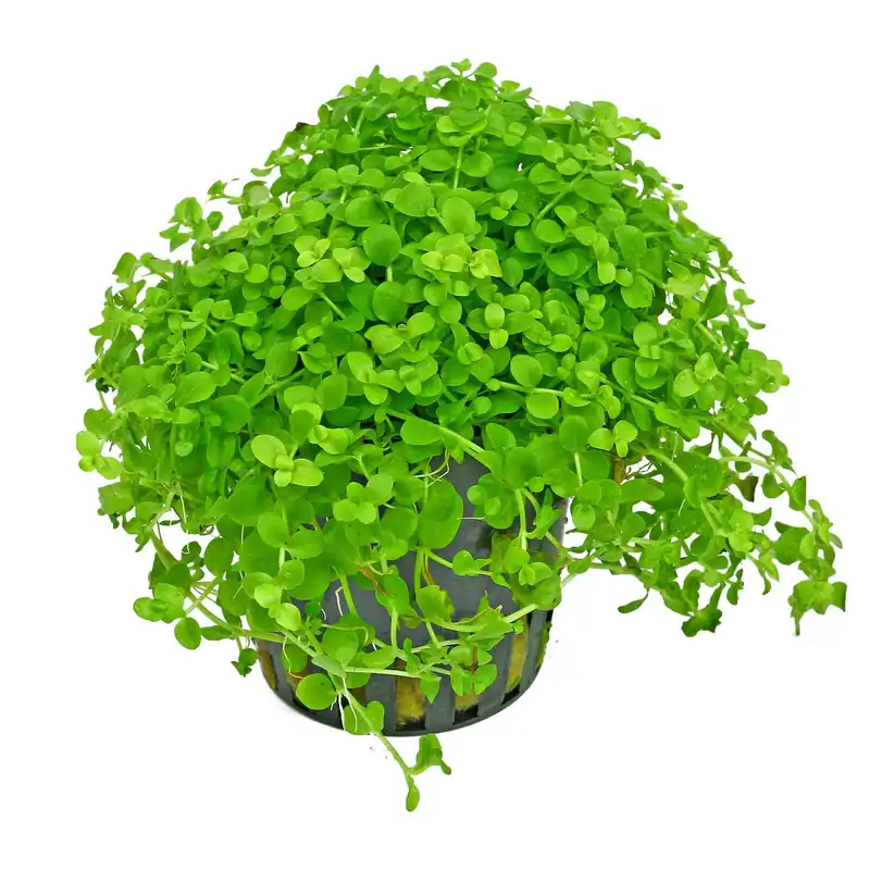 Mega-Angebot Micranthemum tweediei ("Montecarlo-3") Schwierigkeit