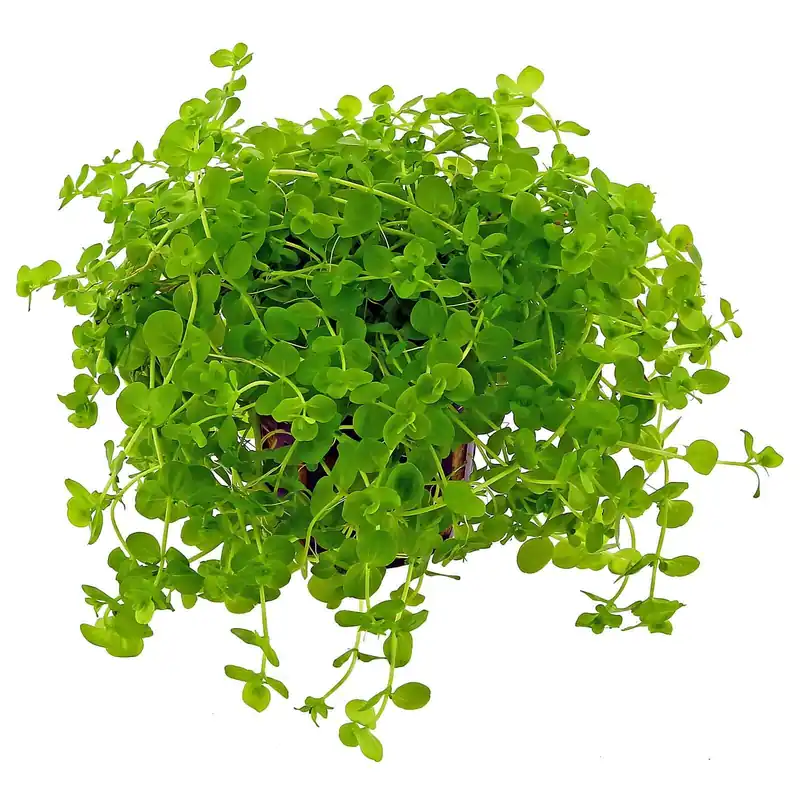 Rabatt Micranthemum umbrosum Schwierigkeit