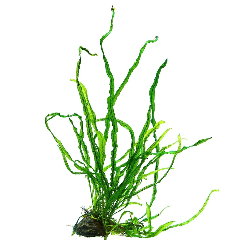 Günstig Microsorum pteropus "True Needle Leaf" Schwierigkeit