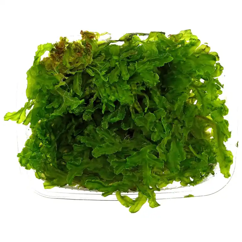 Monosolenium tenerum Schwierigkeit Top-Seller