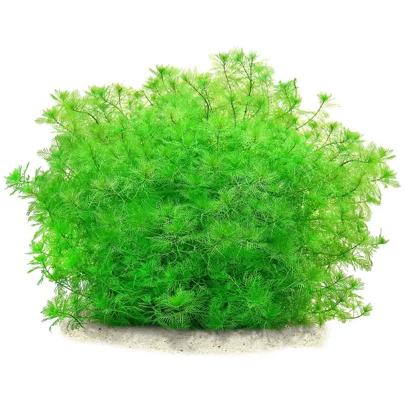 Garantierte Lieferung Myriophyllum mattogrossense Schwierigkeit