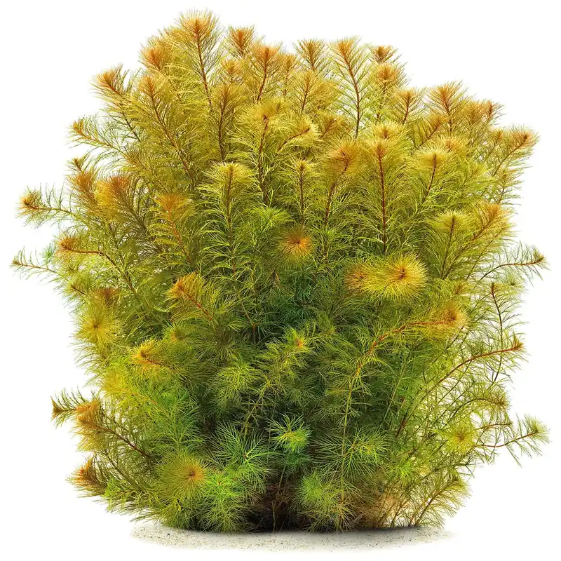 Myriophyllum sp. "Roraima" Schwierigkeit Heißes Angebot