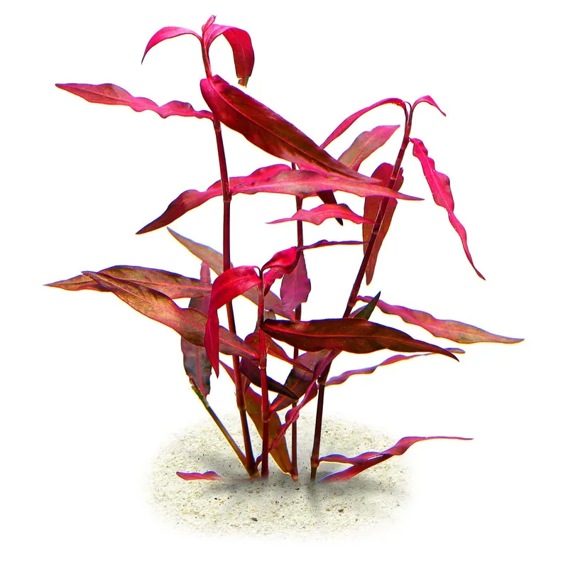 Preis Gesenkt Persicaria sp. 'Sao Paulo' Schwierigkeit