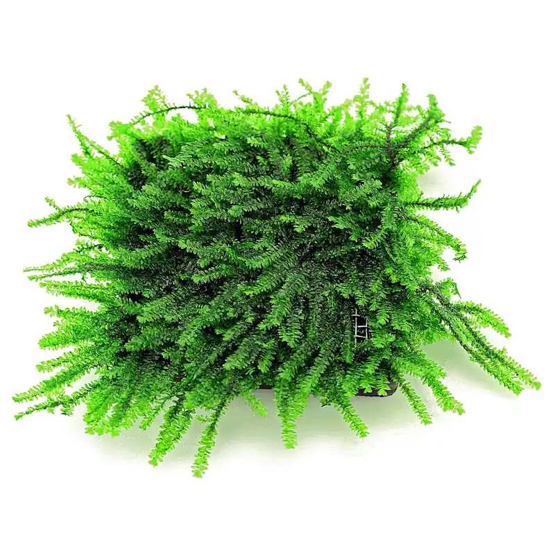 Highlight Pilotrichaceae sp. "Pilo moss" Schwierigkeit