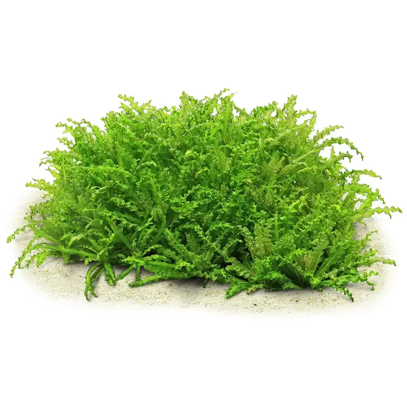 Neuheit Pogostemon helferi Schwierigkeit