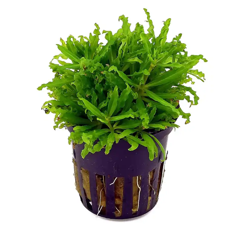 Pogostemon helferi Schwierigkeit Neuheit
