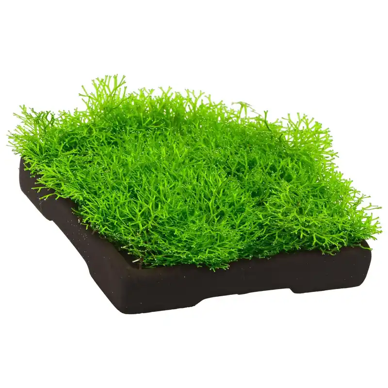 Markenprodukt Riccia sp. "Dwarf" Schwierigkeit