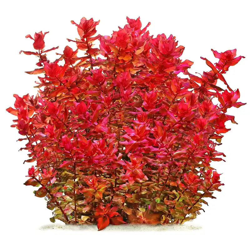 Neue Ware Rotala macrandra Schwierigkeit