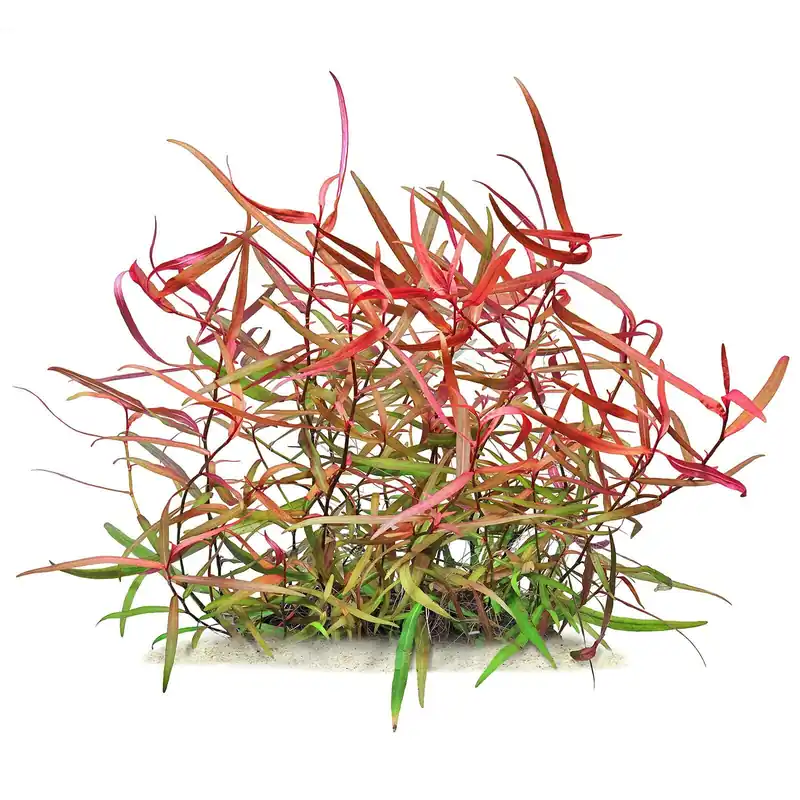 Neu Im Sortiment Persicaria sp. "Pak Chong" Schwierigkeit