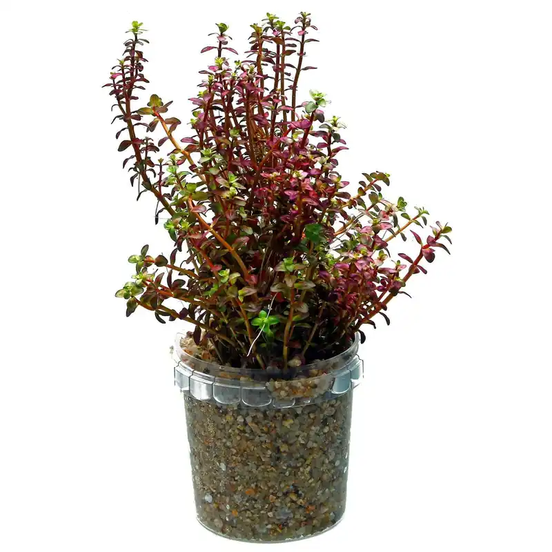 Rotala macrandra 'Mini Type 2' Versand Am Gleichen Tag