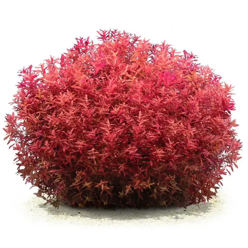 Rotala macrandra 'Mini Type 4' Schwierigkeit Schneller Versand