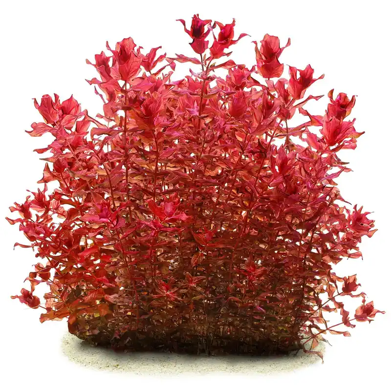 Jetzt Kaufen Rotala macrandra 'Variegated' Schwierigkeit