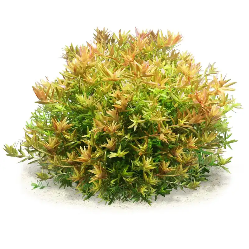 Geprüft Rotala rotundifolia Schwierigkeit