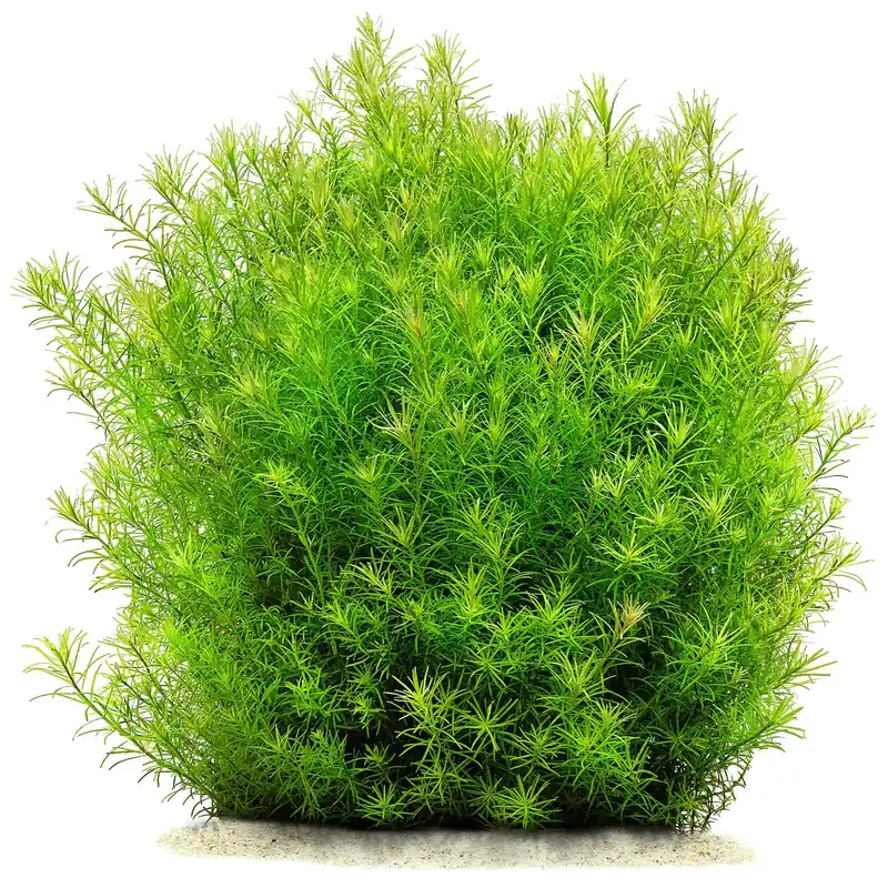 Preiswert Rotala sp. "Nanjenshan" Schwierigkeit