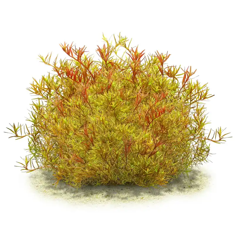 Rotala rotundifolia "Colorata" Schwierigkeit Preis Gesenkt
