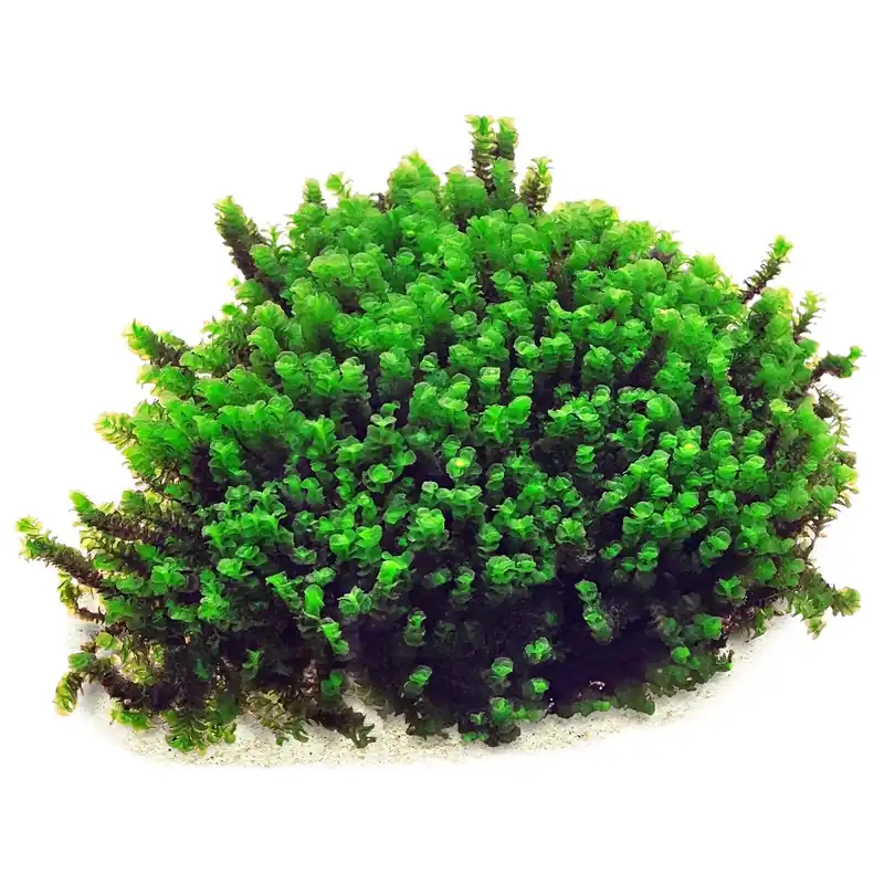 Direkt Vom Hersteller Solenostoma tetragonum "Gunung Sumpit" Schwierigkeit