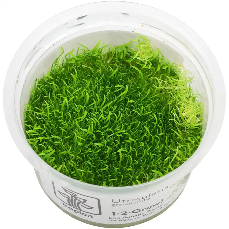 Begrenztes Angebot Utricularia graminifolia Schwierigkeit