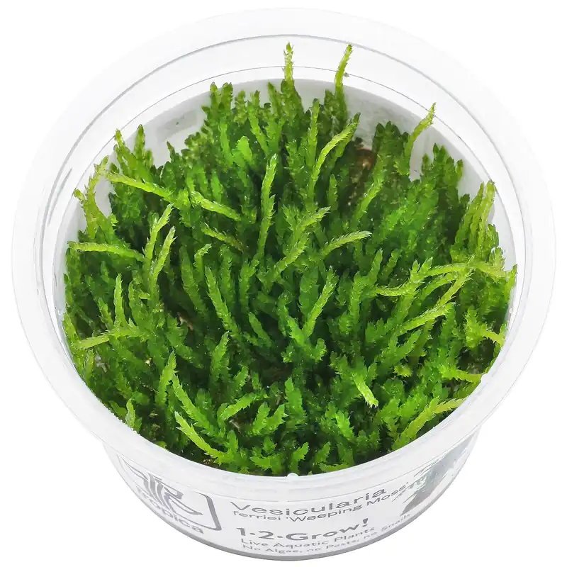 Vesicularia ferriei 'Weeping Moss' Schwierigkeit Sofort Bestellen