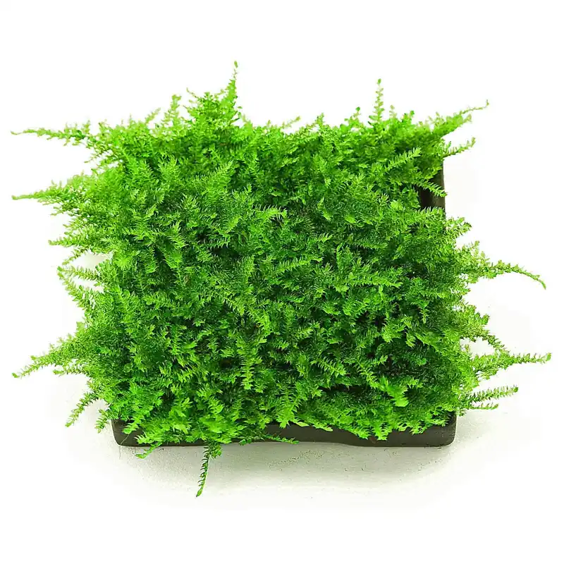 Geprüft Vesicularia sp. "Mini Christmas Moss" Schwierigkeit