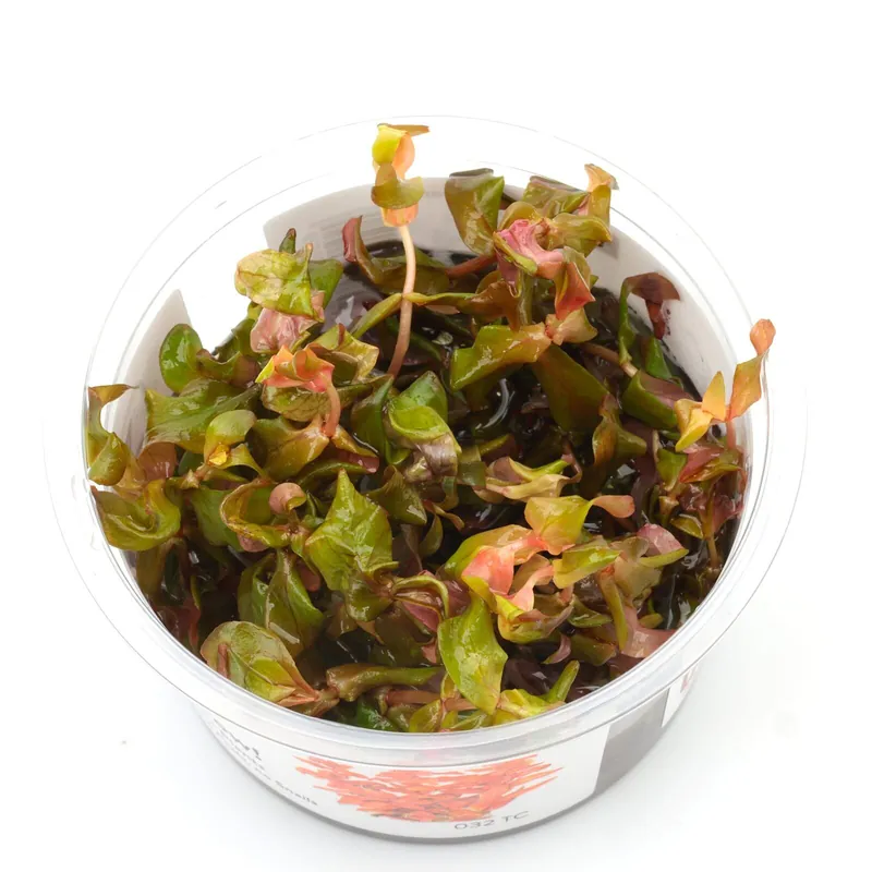 Rotala macrandra Schwierigkeit Top-Angebot