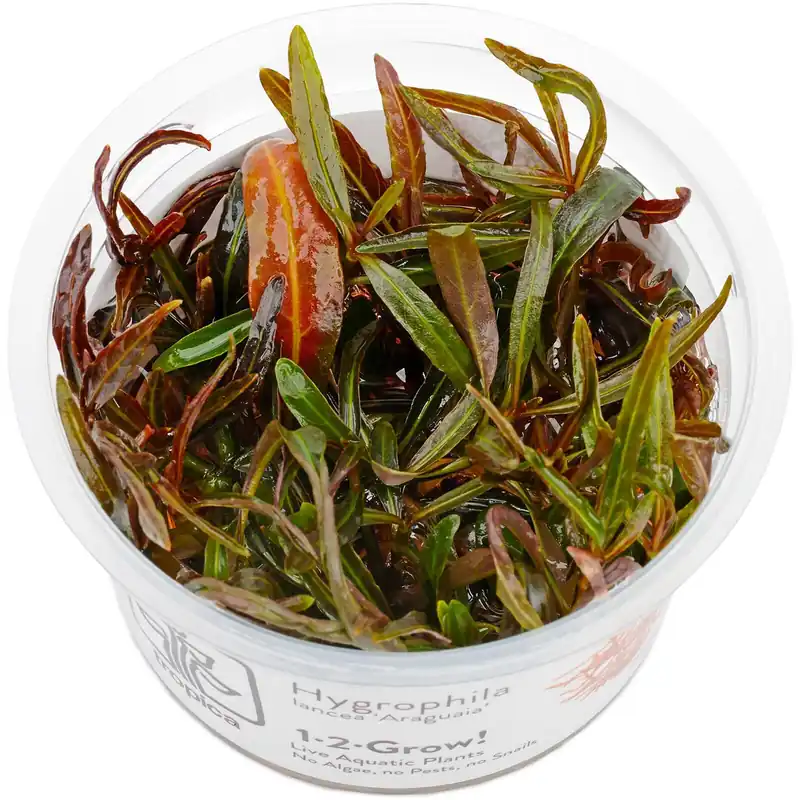 Nur Für Kurze Zeit Hygrophila lancea "Araguaia" Schwierigkeit