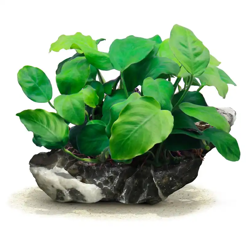 Anubias barteri var. nana Schwierigkeit Jetzt Kaufen