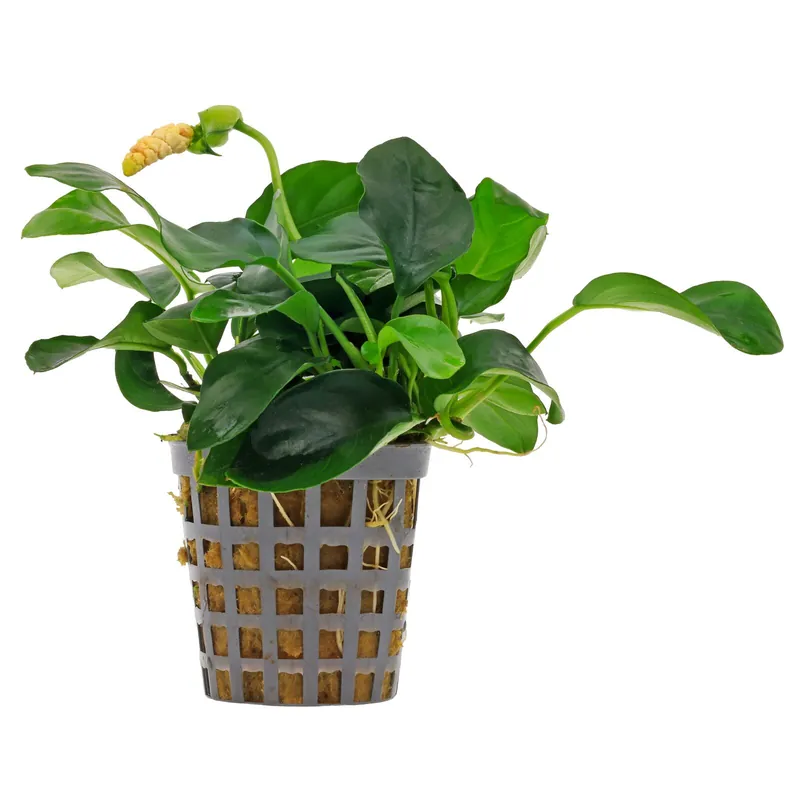 Nur Heute Anubias barteri var. nana Schwierigkeit