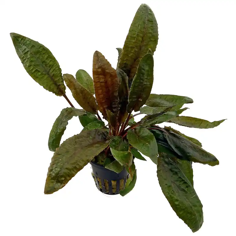 Cryptocoryne wendtii 'Tropica' Schwierigkeit Neu