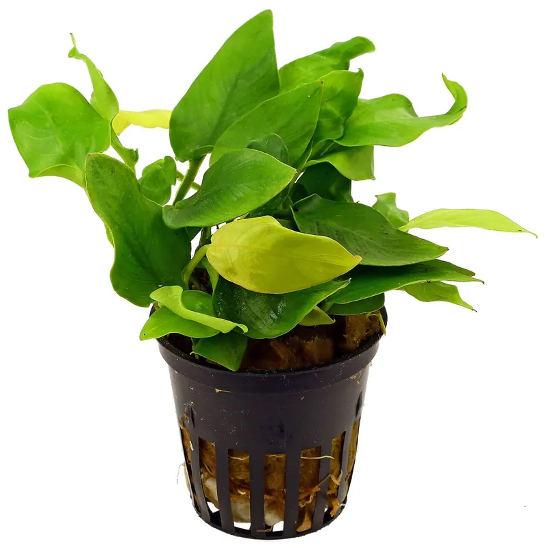 Anubias barteri var. nana 'Golden Heart' Schwierigkeit Sale
