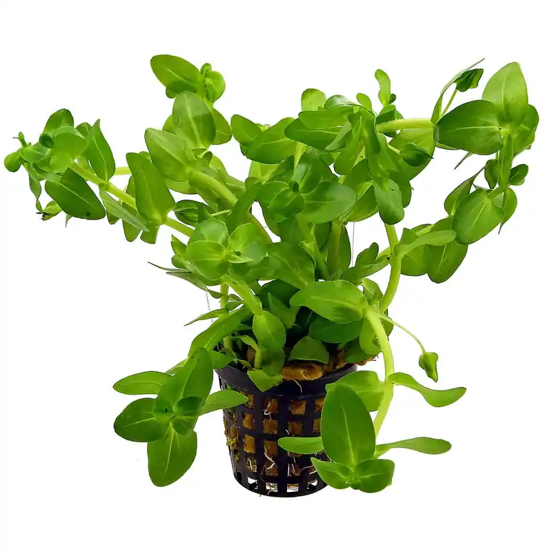 Beliebt Bacopa caroliniana Schwierigkeit