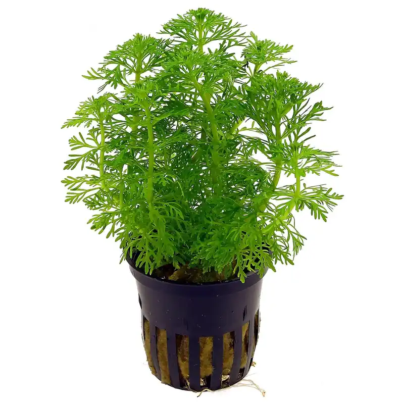 Limnophila sessiliflora Schwierigkeit Zertifiziert