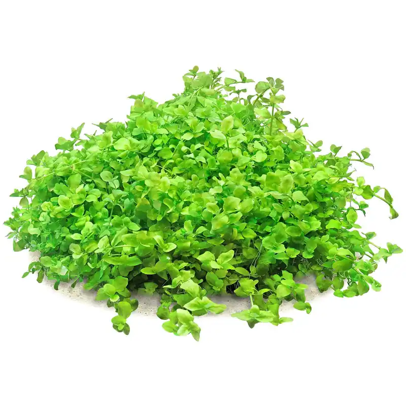 Expressversand Bacopa australis Schwierigkeit