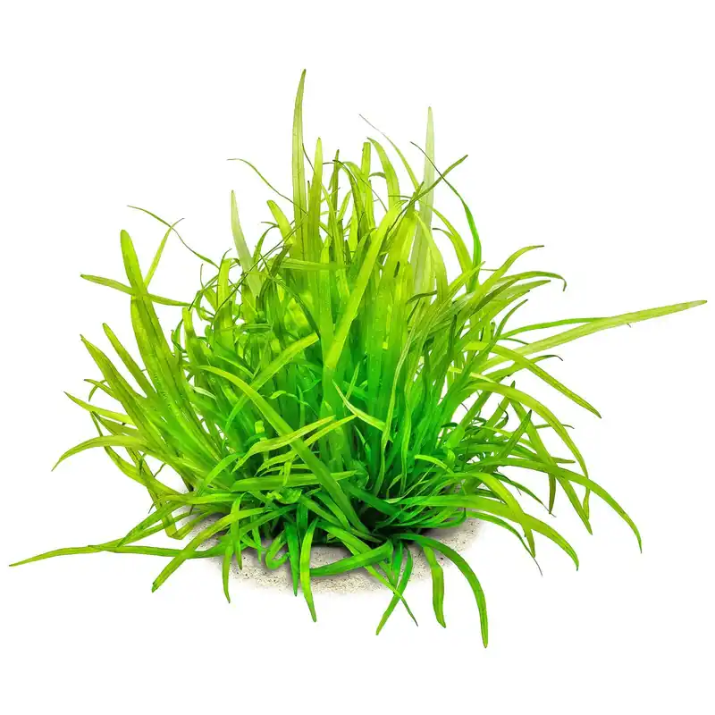 Preis Gesenkt Helanthium bolivianum "Latifolius" Schwierigkeit
