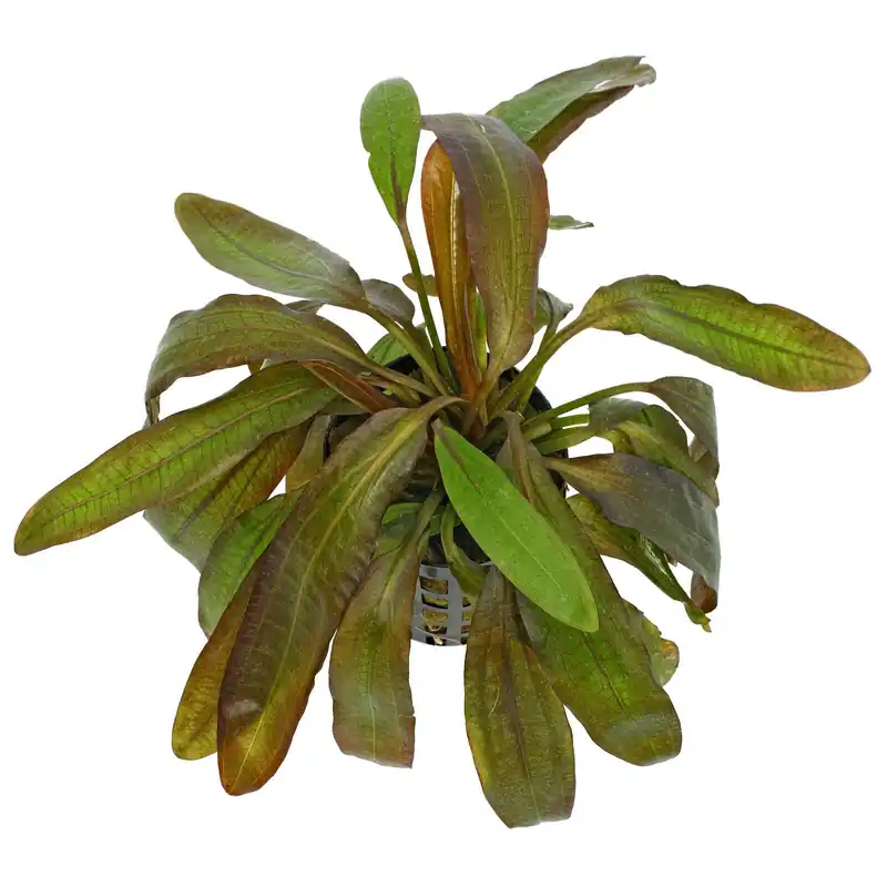 Saisonangebot Echinodorus 'Rubin' Schwierigkeit