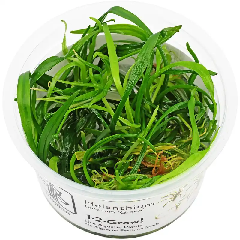 Helanthium tenellum "Green" Schwierigkeit Top-Seller