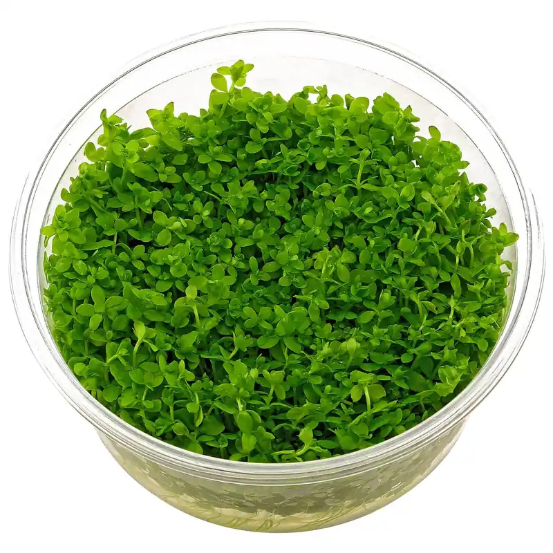 Hemianthus glomeratus Schwierigkeit Aktuell