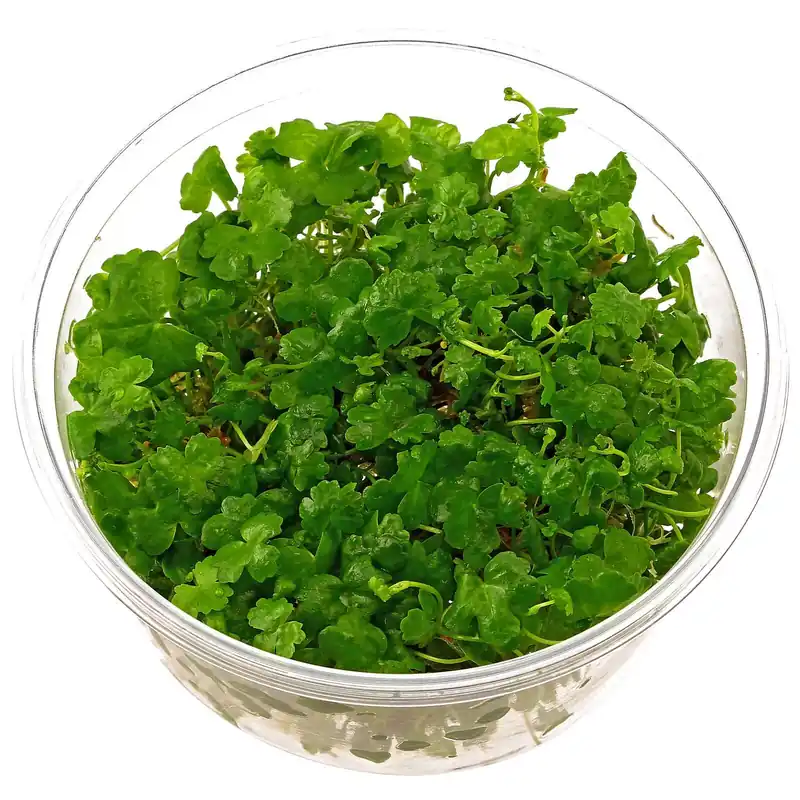 Hydrocotyle tripartita Schwierigkeit Ausverkauf